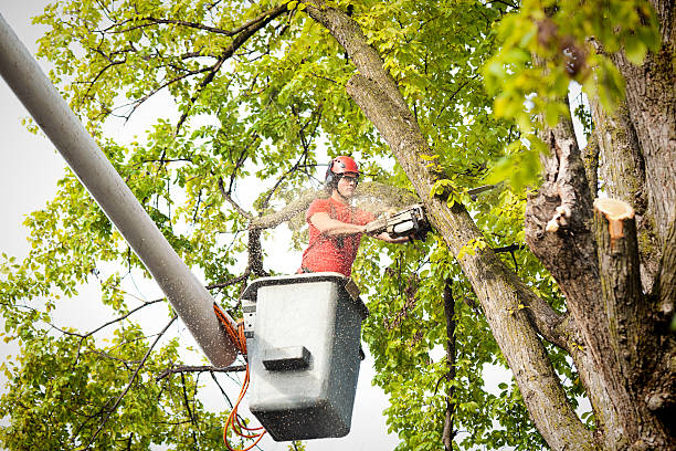 Professional Tree Service in Vanceburg, KY